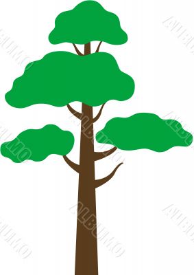 Pine tree