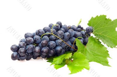 Bunch of grape.