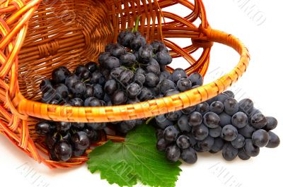 Bunches of grapes  in basket.