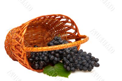 Bunches of grapes  in basket