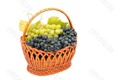 Bunches of grapes  in basket.