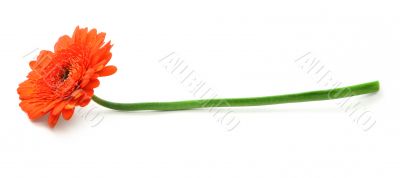 gerbera flower on white