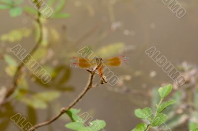 Dragon-fly