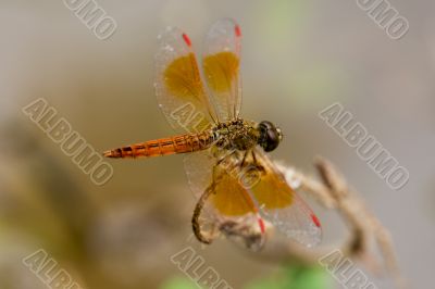 Dragon-fly