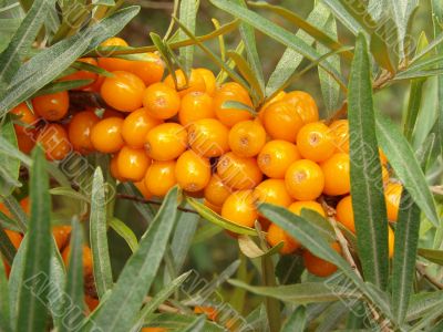 sea buckthorn