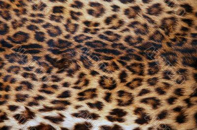 Skin of the leopard