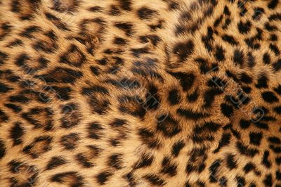 Skin of the leopard