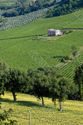 Marche - Farm