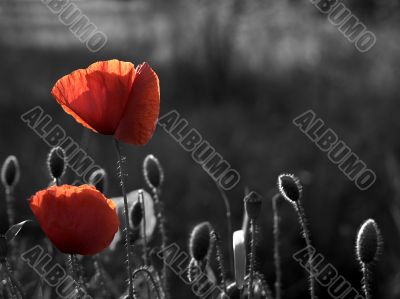 Corn Poppy