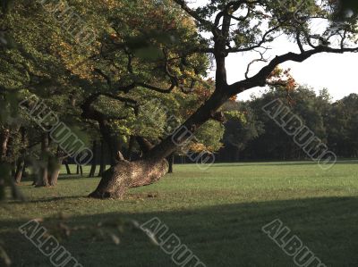 The Oak