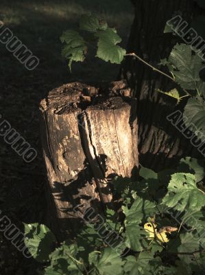 A Stump