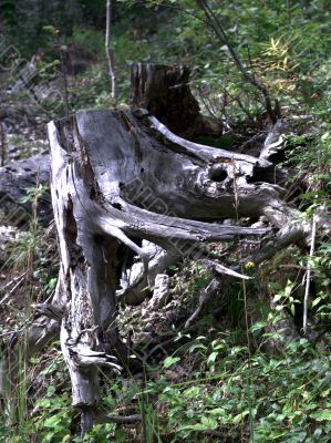 Stump