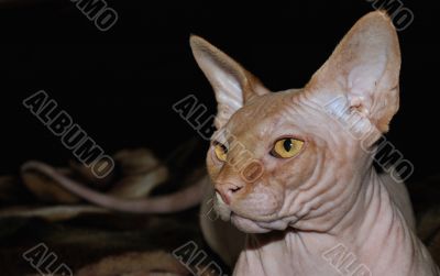 Sphinx