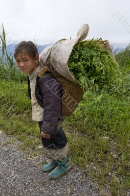 Hmong transports vegetables to the valley, Laos