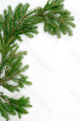  fir-tree  twig,