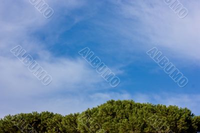 Trees on blue sky background