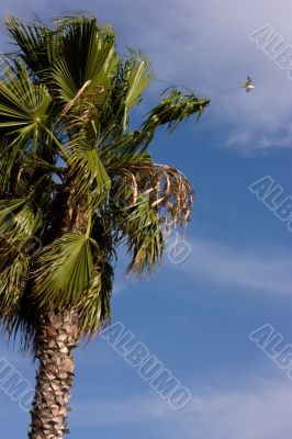 Palm, sky and gull