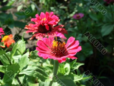 Bumblebee on the flower