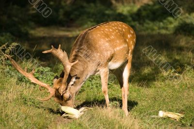 Buck