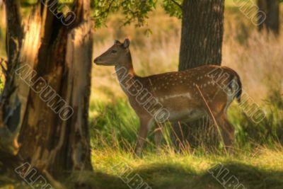 Female Deer