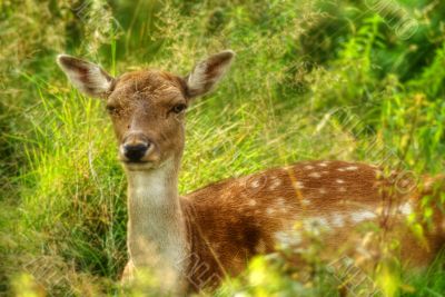 Resting Doe