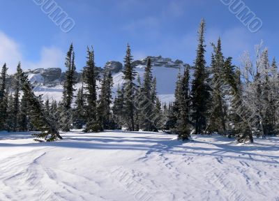 Sheregesh. trees on top of mountain.