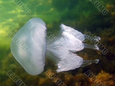 Jellyfish in Black sea