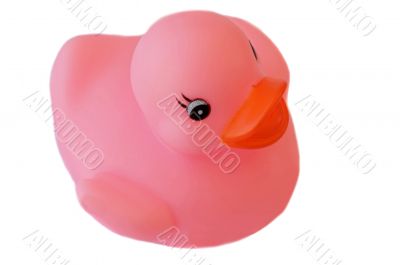 Pink plastic duck