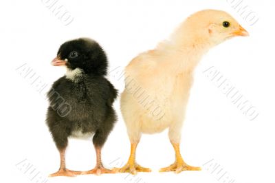 Two little chicken