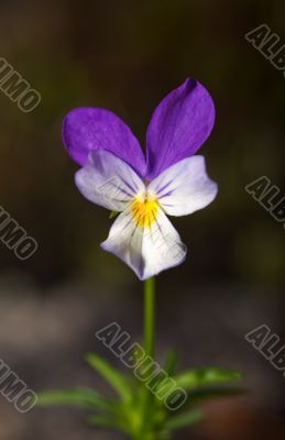 Wild violet
