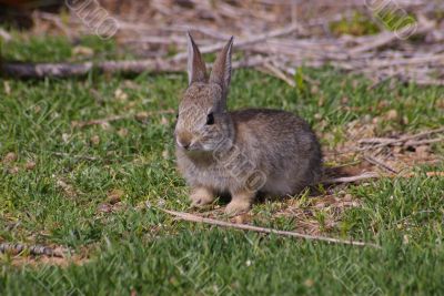 Cottontail A