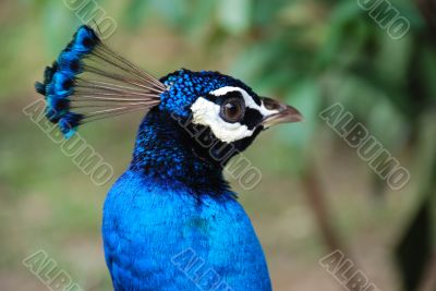 Peacock C
