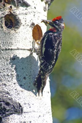 Woodpecker A