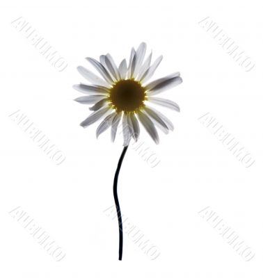 Camomile