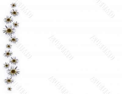 Camomiles