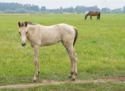 White foal