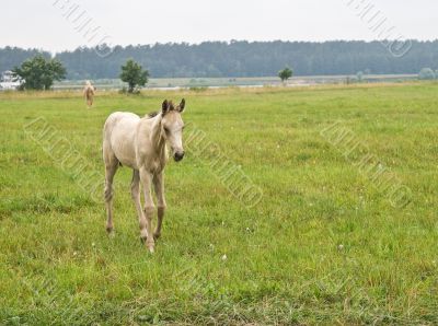White foal