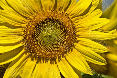 Sunflower