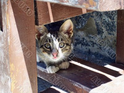 Cat under a bench