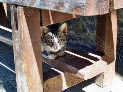 Cat under a bench