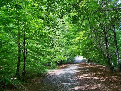 Path between the trees