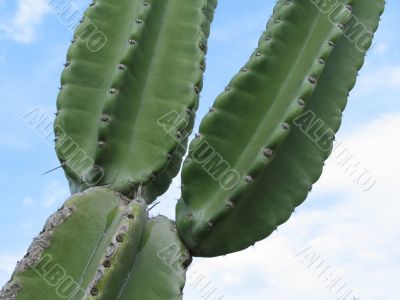 large green cactus