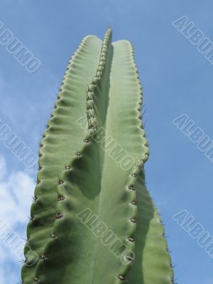 large green cactus blue sky