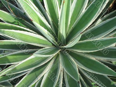 green cactus plant
