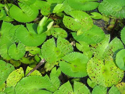 green water lily pads