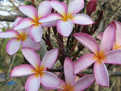 pink and yellow flowers