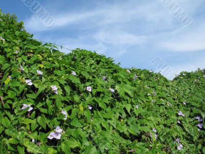 CLIMBING PLANT