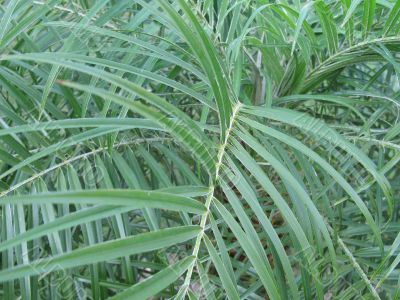 green leaf
