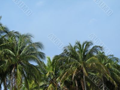 palm trees