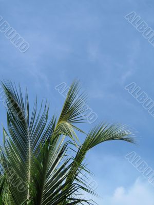palm tree